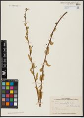Foto von Salix acmophylla Boiss.